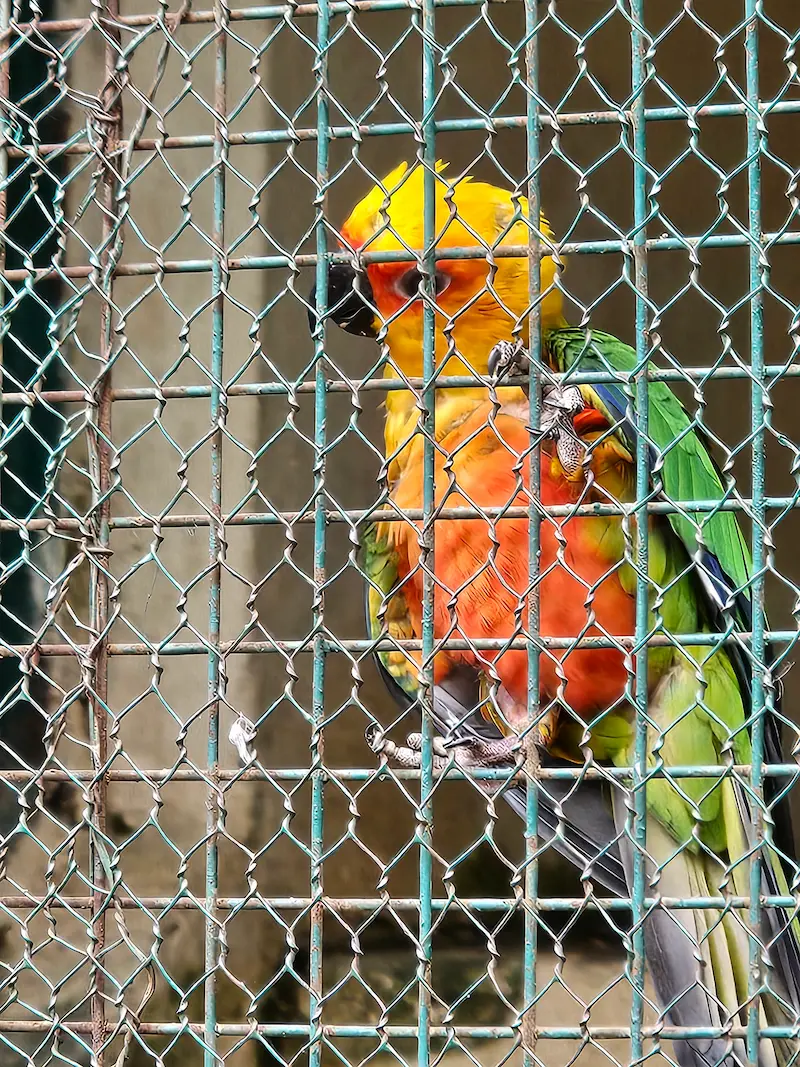 Parakeet in Sarnath Deer park