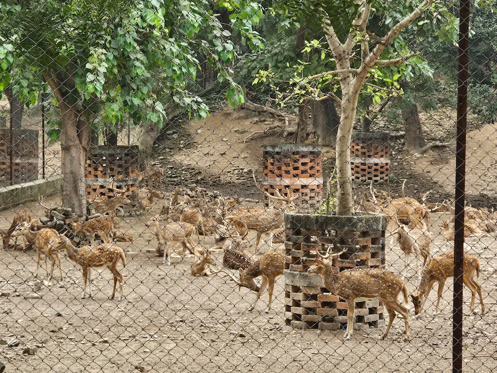 deers in Sarnath Deer park