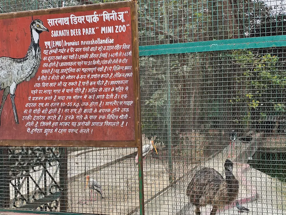 Emu in Sarnath Deer park