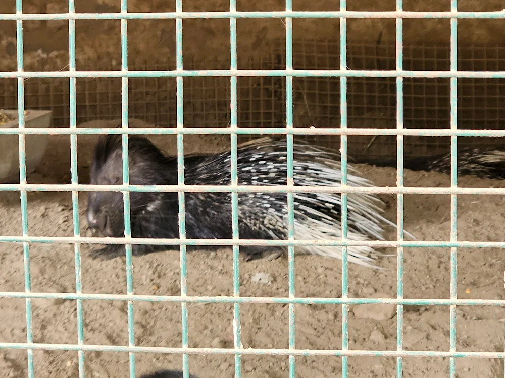 Porcupine in Sarnath Zoo