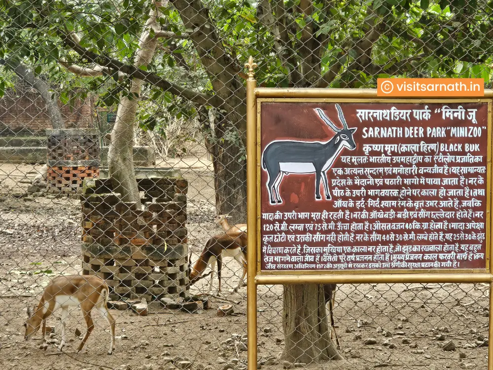 Blackbuck at Sarnath Deer Park