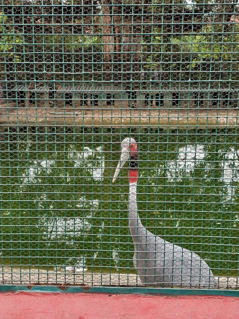 Stork in Sarnath mini zoo