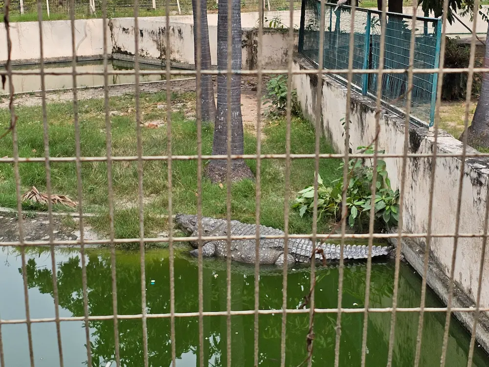 Gharial in Sarnath Deer park